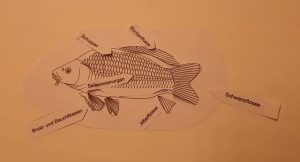 Bauplan des Fisches